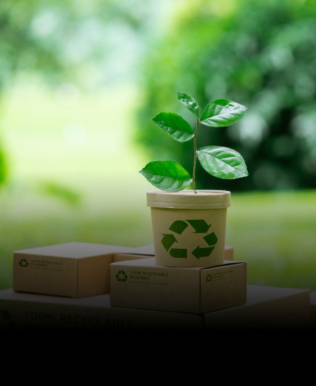 Plant in a recycled pot