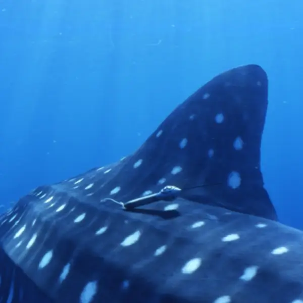 Shark Argos
