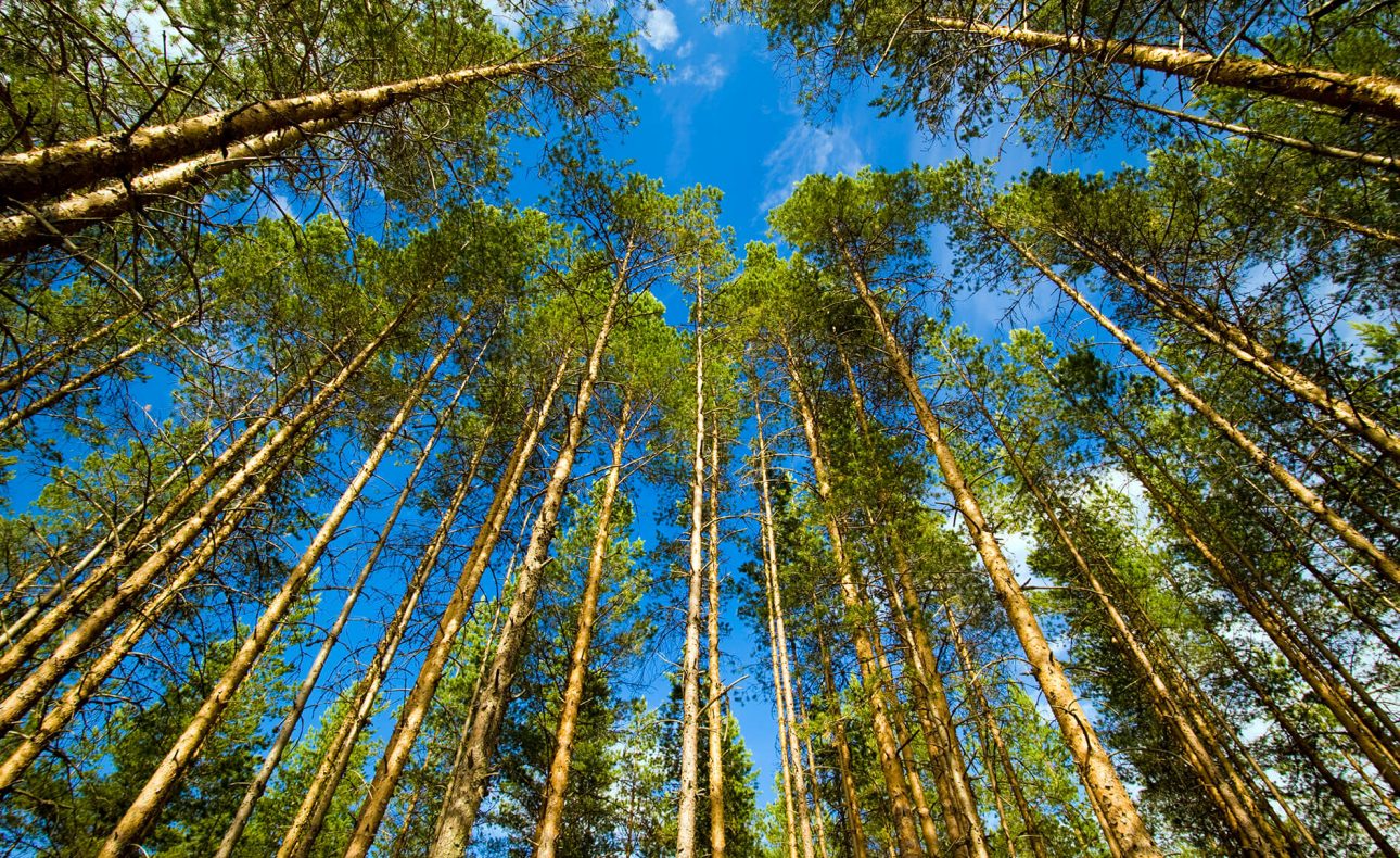 iStock-93431536_optimised-1290x790