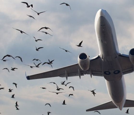 On a Wing and a Prayer-Analyzing the Impact of Bird Strike